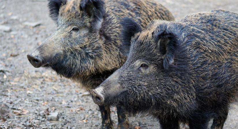 Már a balatoni strandokon úszkálnak a vaddisznók