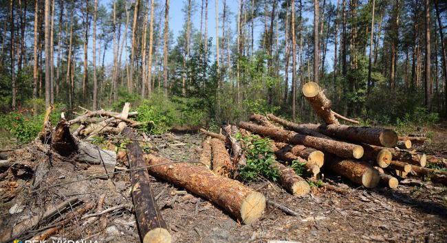 Botrány robbant ki a hatalmas pénzbírsággal és sok év börtönnel fenyegető tűzifatörvény miatt