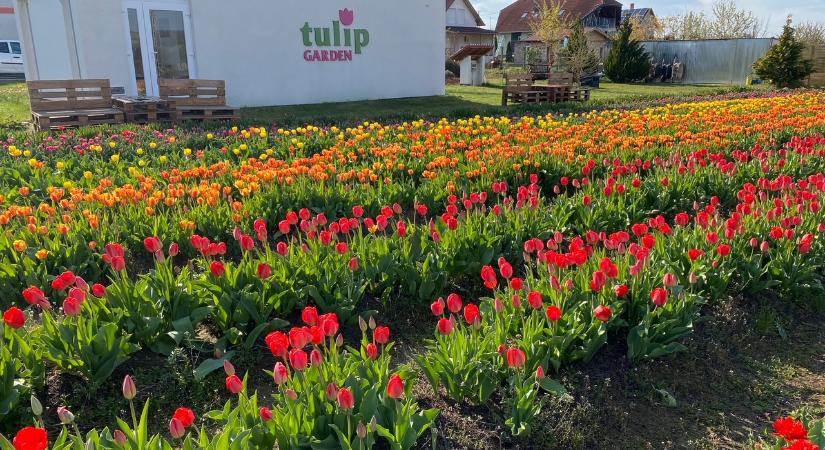 Elkezdődött a tulipánhagyma ültetésének az időszaka