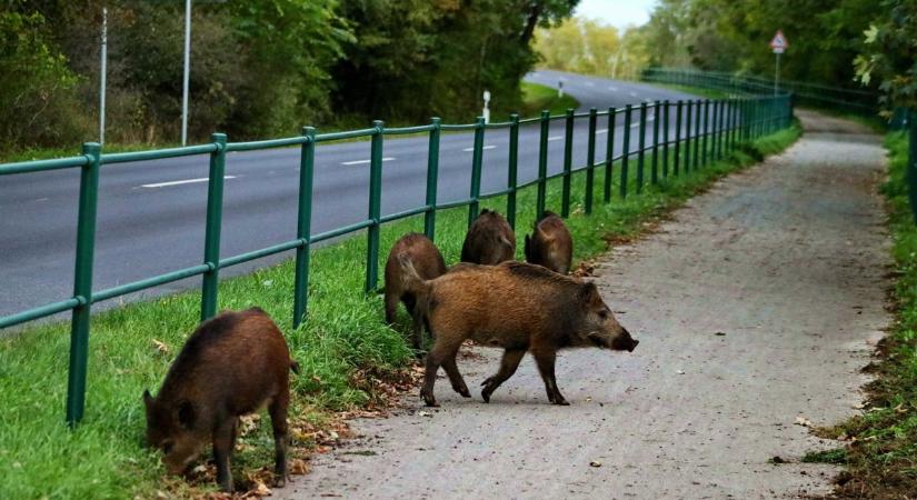 Vaddisznók lubickolnak a Balatonban  videó