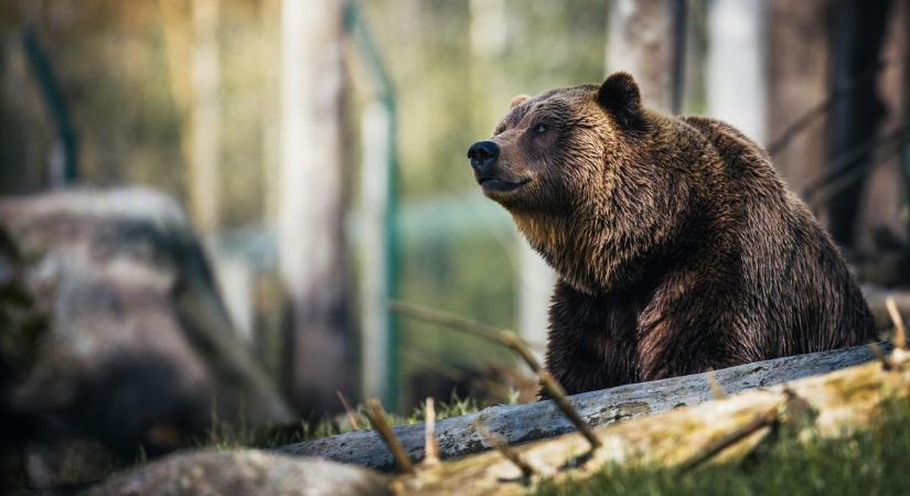 Félnek a turisták a Bakonyban, medvétől tartanak