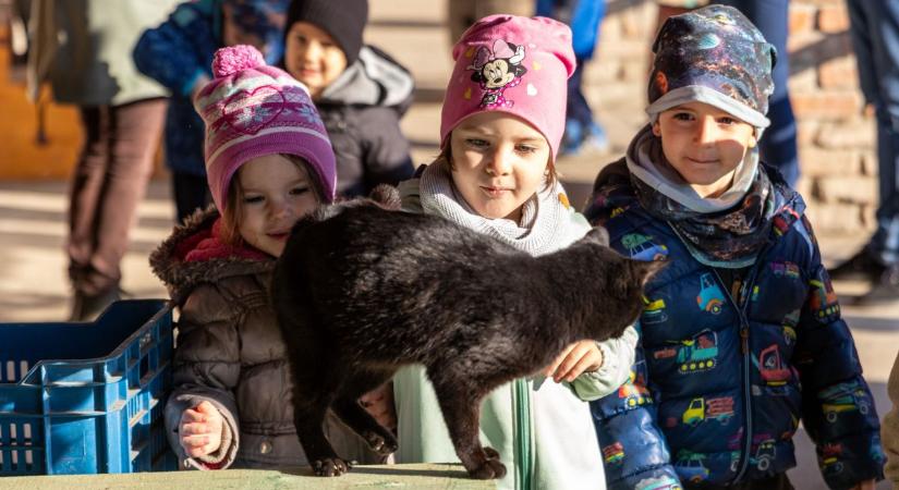 Felfedezték a Kemence Egyesület farmját az ovisok fotók