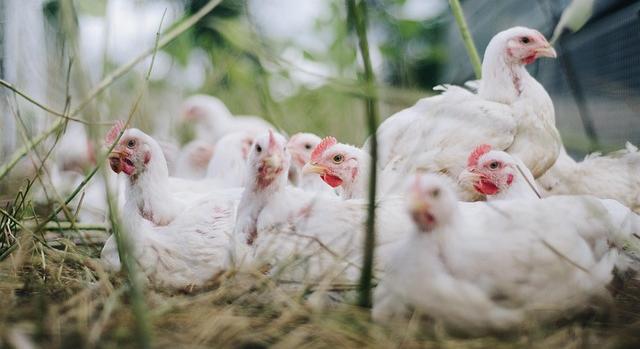 Két vármegyében a madárinfluenza terjedése miatt bővítik a védő- és megfigyelési körzeteket