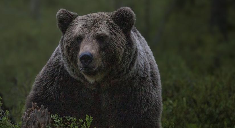 Kitört a pánik a Bakonyban: tényleg medve kószálhat a környéken?