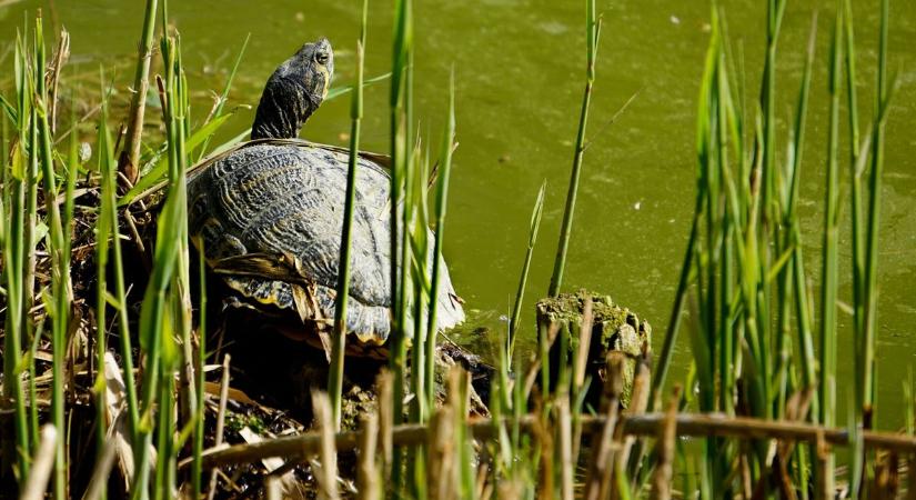 Inváziós fajok: a megunt, természetbe kiengedett hobbiállatok komoly károkat okozhatnak