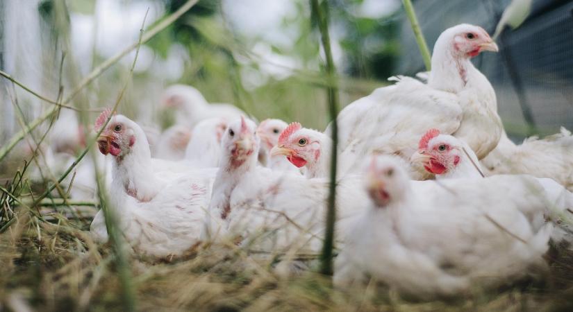 Két vármegyében a madárinfluenza terjedése miatt kiterjesztik a védelmi és megfigyelési zónákat