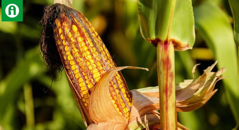 Az aflatoxin miatt nem veszik át a kukoricát, bajban a termelők