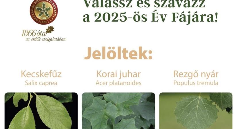 Elindult az Év Fája 2025 szavazás