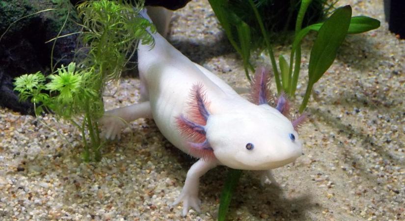 Axolotl: hogyan tartsuk otthon a természet kis varázslóját?