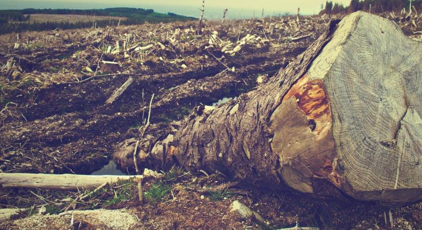 Kényelmetlenné vált a brazil szójabab a gigacég számára