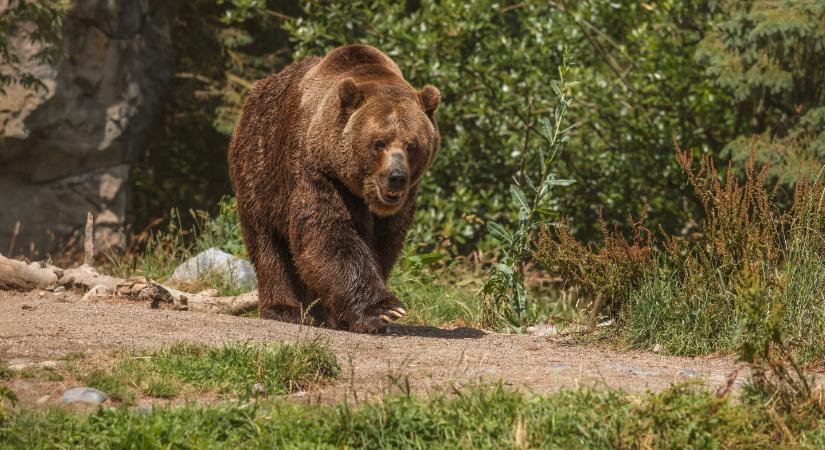 Óriási pánik: tényleg medve kószál a Bakonyban?