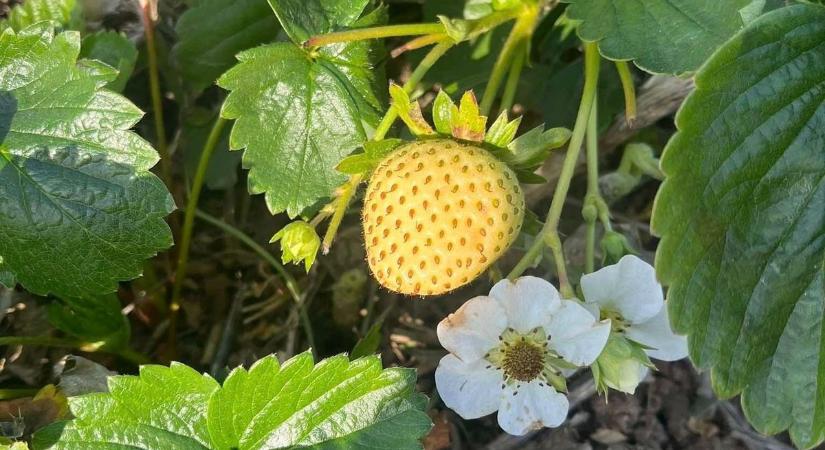 Nyári gyümölcs érik a farmon Heves vármegyében