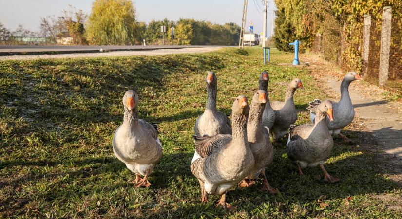 Eláruljuk, mi a tökéletes Márton-napi liba titka – videóval