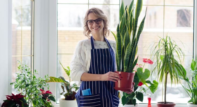 Szobanövények, amelyek boldogabbá és egészségesebbé tehetnek minket