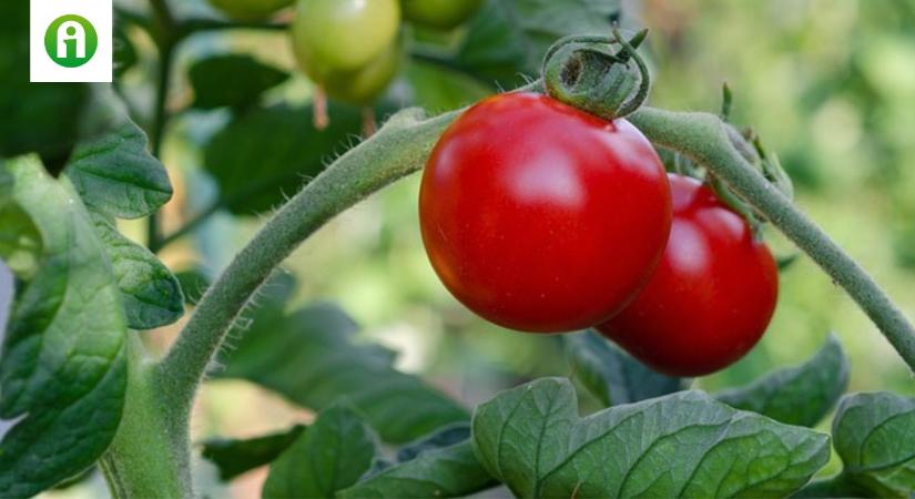 A paradicsomtermesztésben egy biostimulátor csillapíthatja a hőstressz hatását