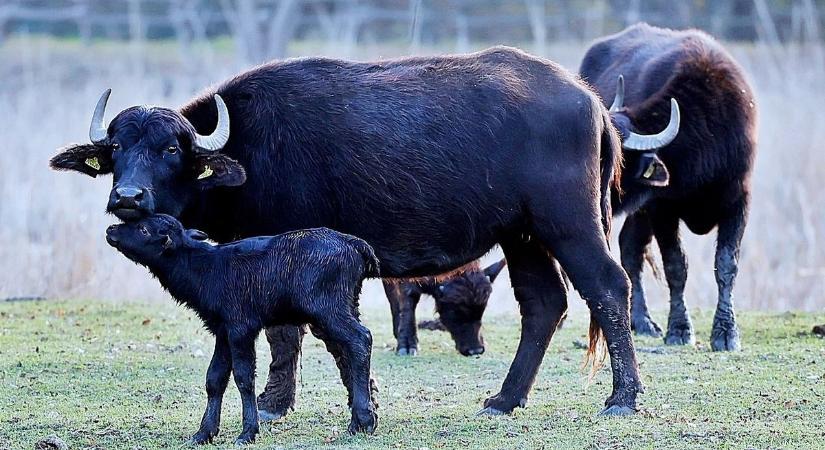 Újabb vízibivaly-bébi született a Csetényi Élményparkban – galériával, videóval