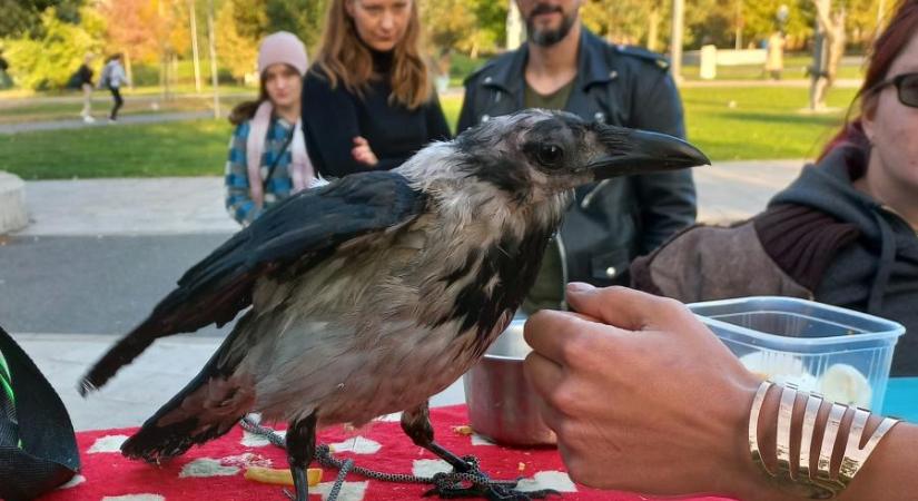 Varjúsimogató: ahol a félelem mosollyá szelídül