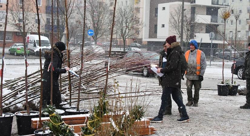 LombKoronás Fehérvár – kiküldték a jelentkezőknek az időpontfoglaló e-maileket