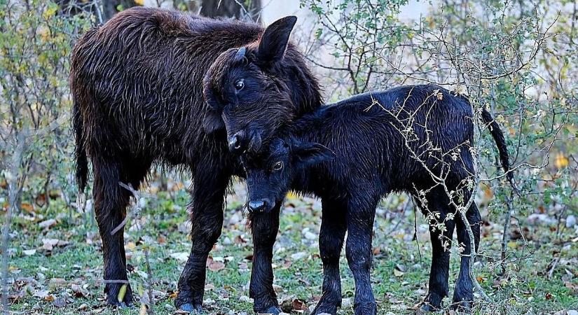 Gyárbezárás Nagykőrösön, vízibivaly-bébi született Halason