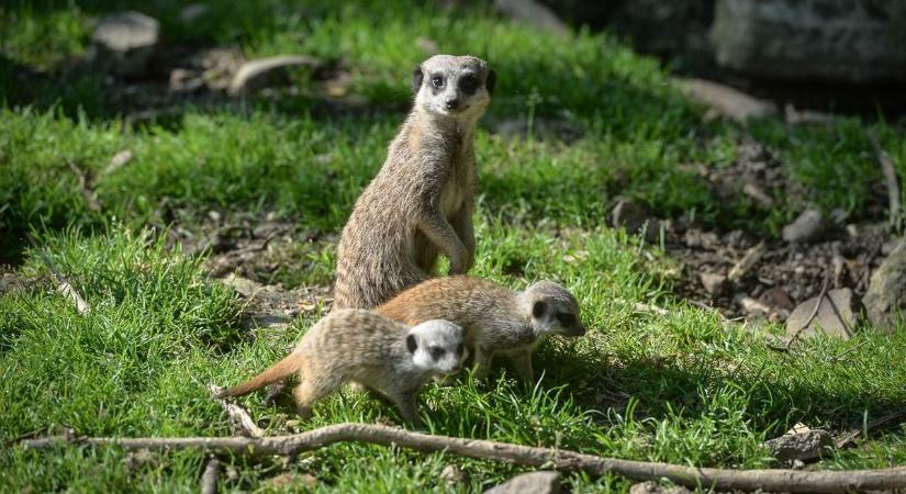 Nagyi-Zoo akció indul a Gyöngyösi Állatkertben