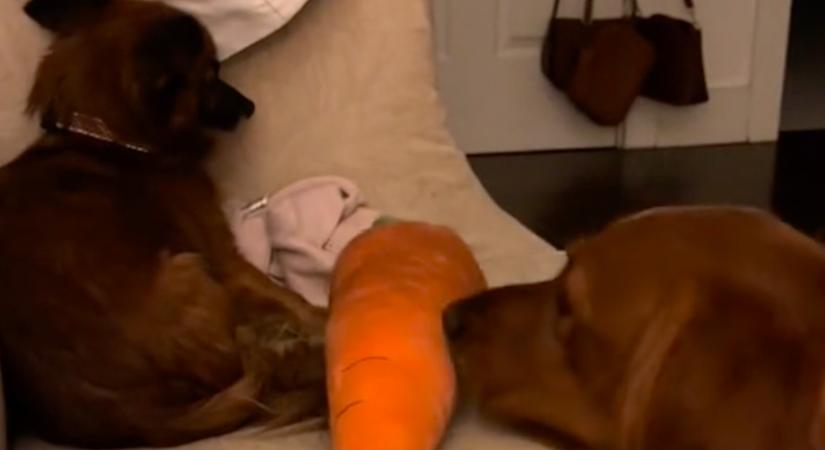 Reszket a kutyus a megmentése után: a golden retriever reakciója milliókat üt szíven - Videó