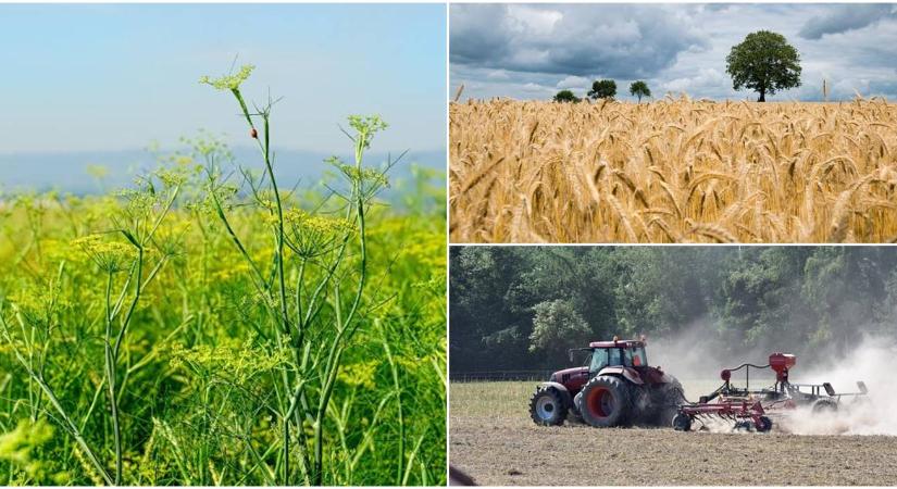 Mit érdemes most termeszteni, és mik az agrárium legnagyobb kihívásai?