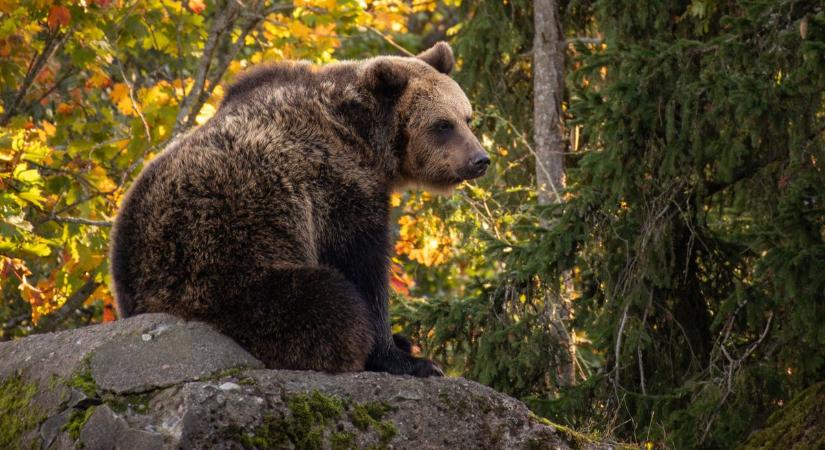 Barnamedve kószált a Bükkben, bizonyíték is van rá