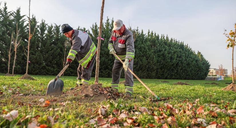 Közel ötszáz fát ültetnek el novemberben