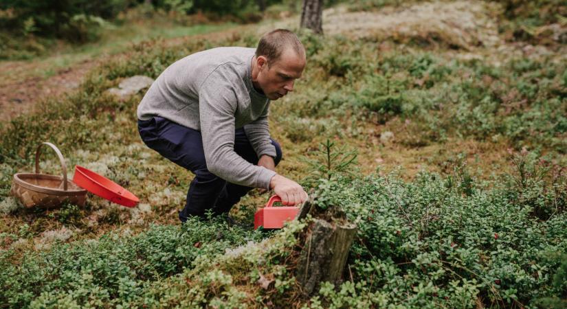 Bírság, feljelentés is járhat a szabálytalan gyűjtögetőknek: csak így szedheted össze az erdők kincseit