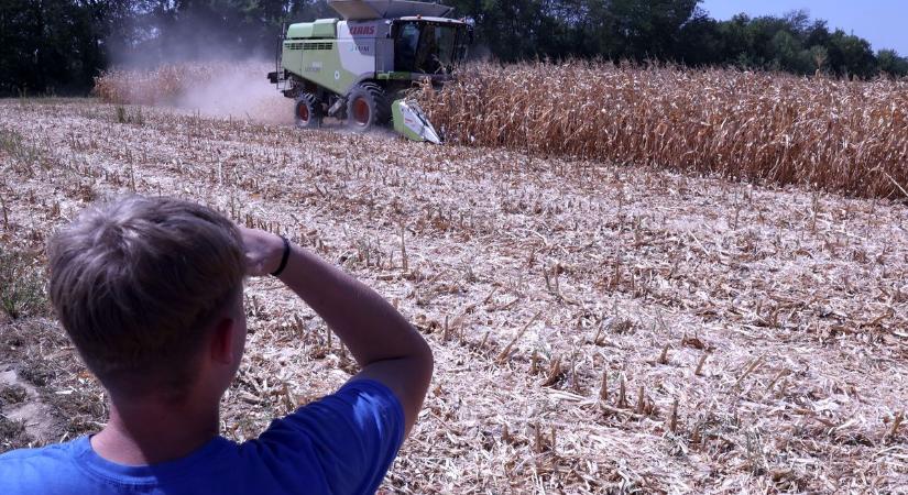 Nagy kockázatot jelent az aflatoxin, ezért nem veszik át a kukoricát – nehéz helyzetben a gazdák