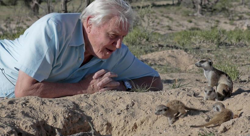 Új sorozattal jelentkezik a Földről David Attenborough