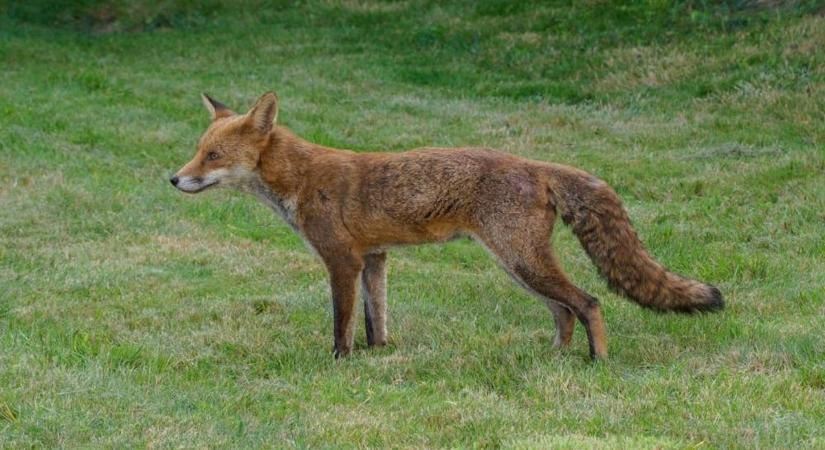 Rókák kóborolnak Sárváron, záporoznak a lakossági bejelentések