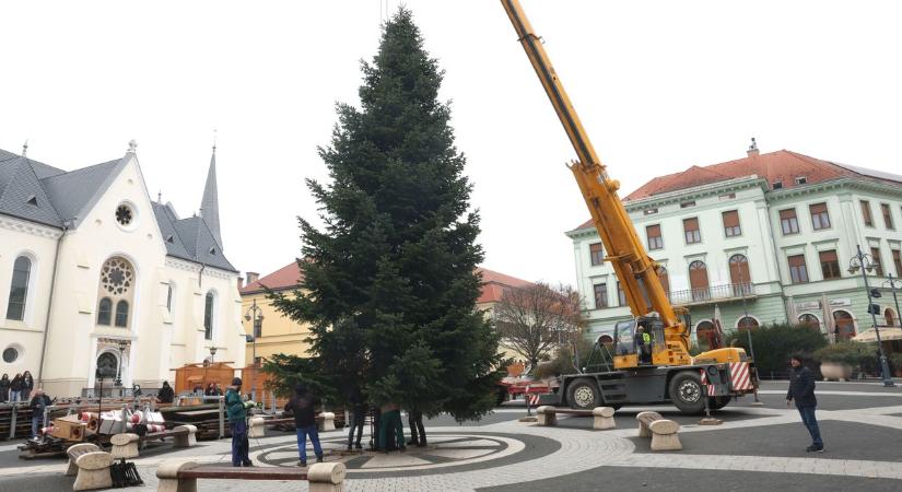 Helyére állították Kaposvár karácsonyfáját, 40 ezer izzóval díszítik fel - VIDEÓ