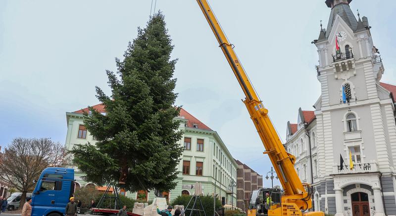 Megérkezett a belvárosba Kaposvár karácsonyfája