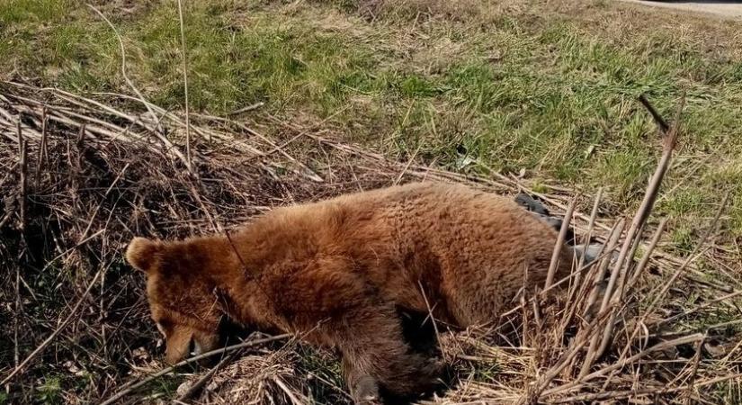 Idén a tizenegyedik medvét gázolták halálra Háromszéken