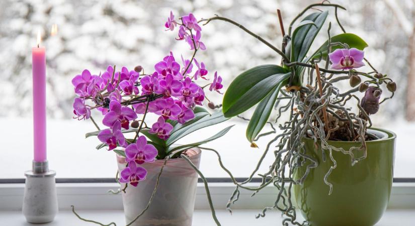 Orchidea átültetése: így gondozd, hogy télen is virágozzon