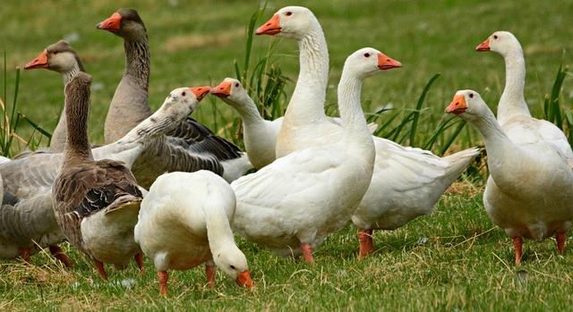 Az agrártárca szívügyének tekinti a víziszárnyas-ágazat jövőjét