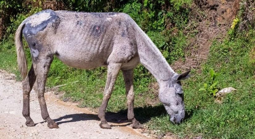 A legtöbb ló csak csont és bőr volt