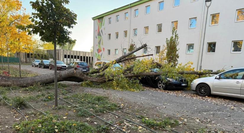 Fa dőlt egy autóra Kecskeméten, másnap vágták volna ki