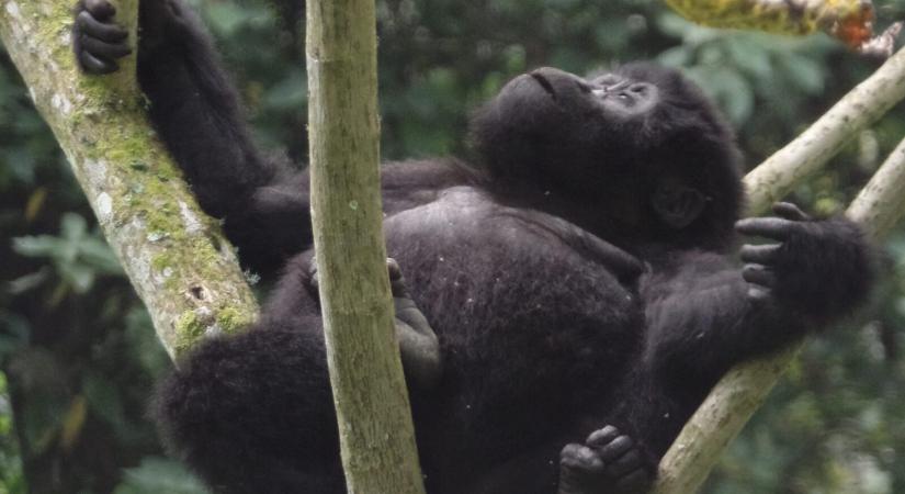 Idén több mint egy tonna használt mobil összejött a gorillák megmentéséért