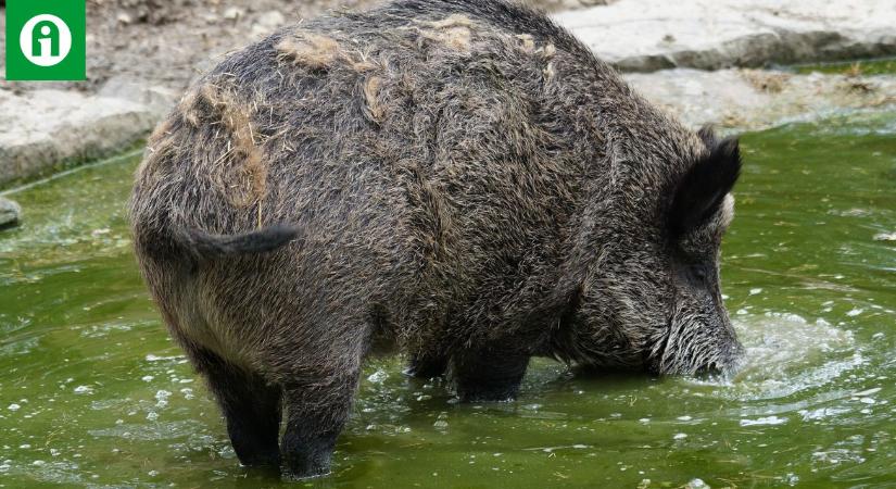 Szárazság és vadkár: önmagukban is nagy terhek, hát még együtt