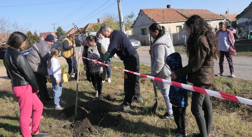 Fák lesznek a Mérgesen, megkezdődött a közösségi faültetés Abonyban