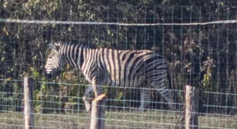 Zebrákat tartanak egy Mészáros-ingatlanon