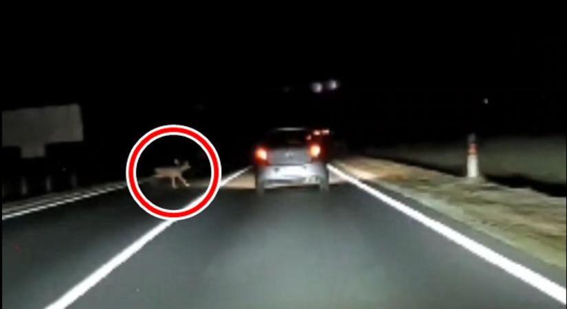 Videó: Centiken múlt a vadbaleset a 89-es főúton