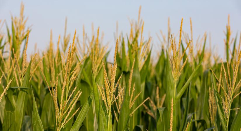 Megjelent az Agro Napló legújabb száma: mutatjuk, miről szól