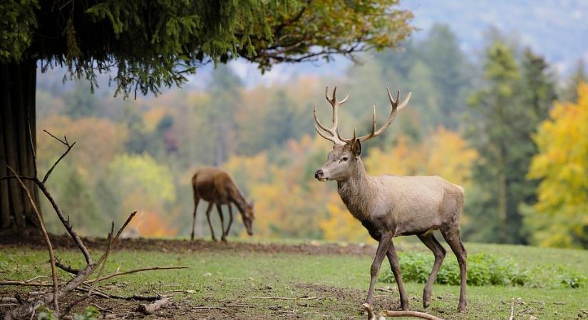 Szarvas támadt a nénire, felöklelte és megette a fánkját