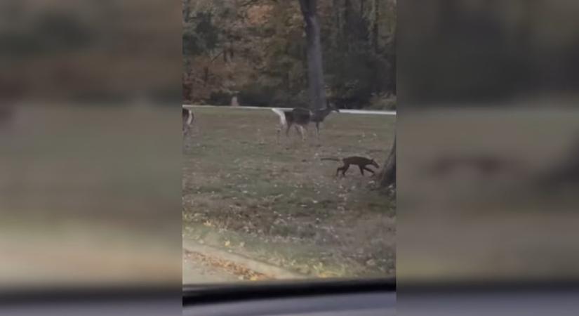 Egészen különös állatot vettek videóra egy nyugat-virginiai parkban