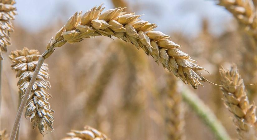 Az Agropyron glael mint a kenyérbúza lehetséges génforrása