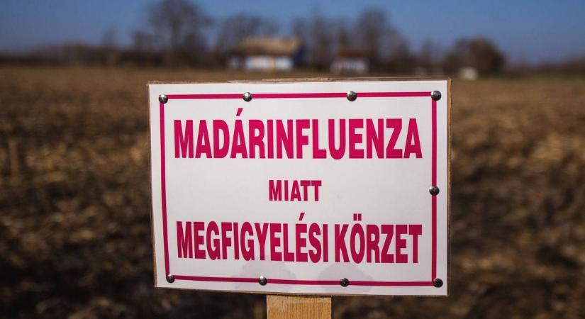 Vármegyénkben is megjelent a madárinfluenza