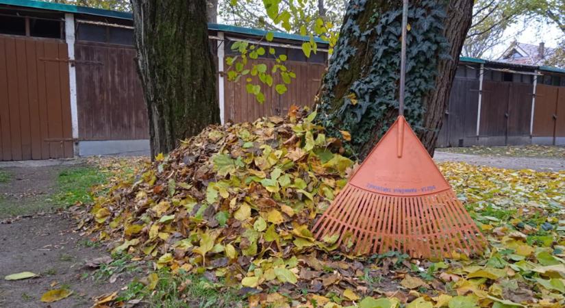 Mulcsozás vagy zsákolás? Kerti viták a társasház udvarán